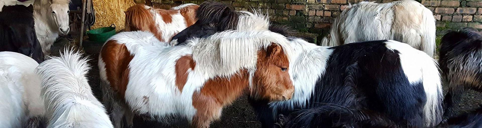 Stable Camera 4G Equine