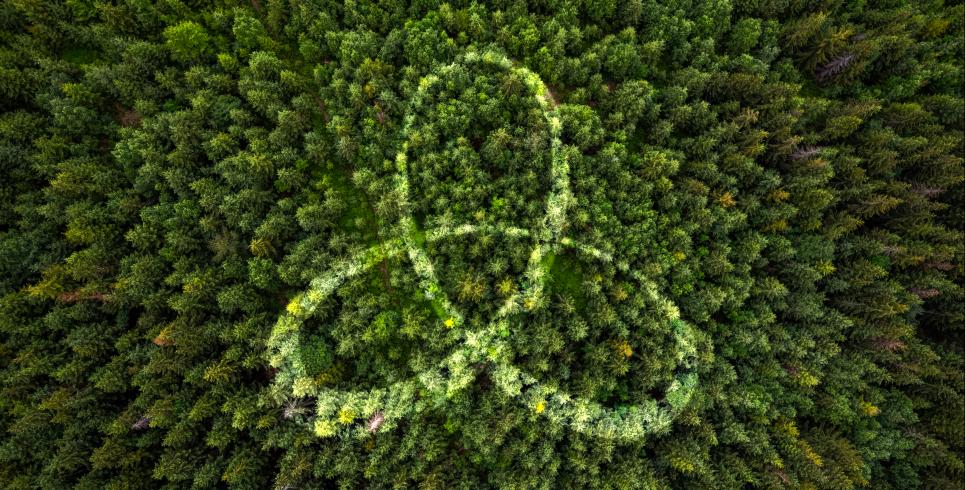 Sustainability Trees CSL Logo